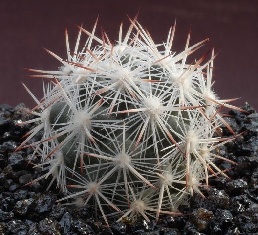 Escobaria_nelliae_v_alversonii